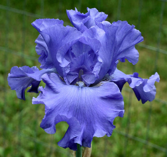 Yaquina blue - xx Colectie irisi