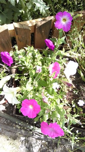 IMAG0188 - Florile mele