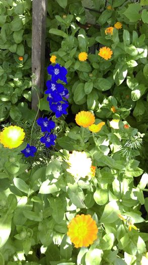 IMAG0189 - Florile mele