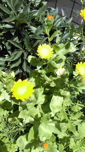 IMAG0190 - Florile mele