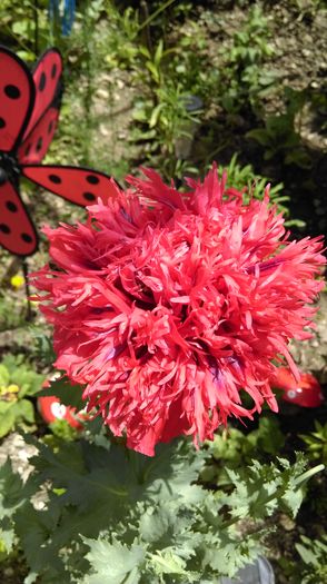 IMAG0185 - Florile mele