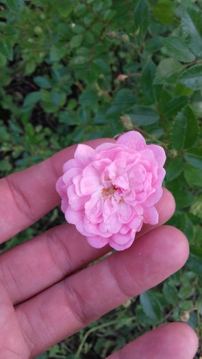 Fairy roz - Trandafiri 2016