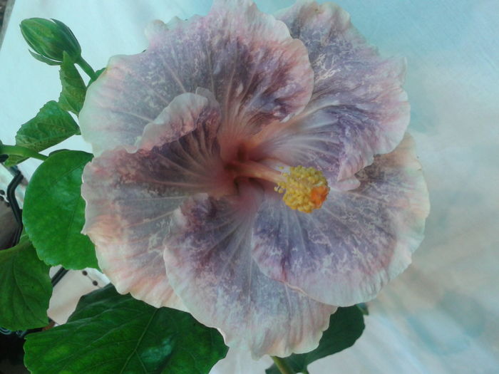 TAHITIAN PRINCESS - HIBISCUS 2016