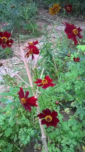 WP_20160619_18_24_06_Pro - Flori de gradina 2016