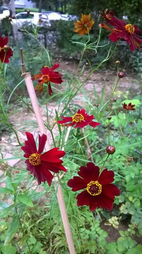 WP_20160619_18_23_53_Pro - Flori de gradina 2016