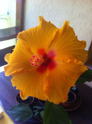 kim - hibiscus