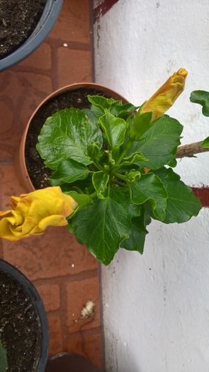 WP_20160620_08_48_03_Pro - Hibiscus Boreas White