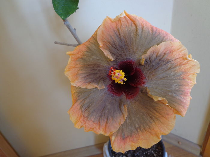 DSC04199 - A-HIBISCUSI 2016