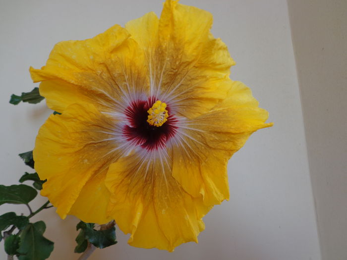 DSC04212 - A-HIBISCUSI 2016