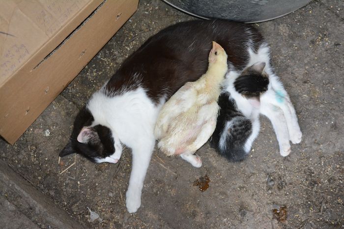 instinct matern pisicesc - 4 - Paza pasaretului