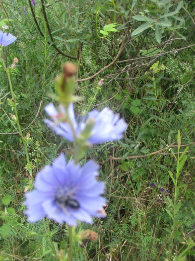 IMG_3622 - La tara in iunie 2016