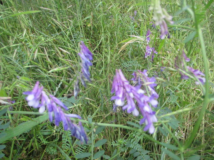 IMG_3625 - La tara in iunie 2016