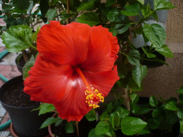 20.06.2016 - HIBISCUSI 2016-2