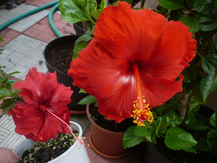 P1270420 - HIBISCUSI 2016-2