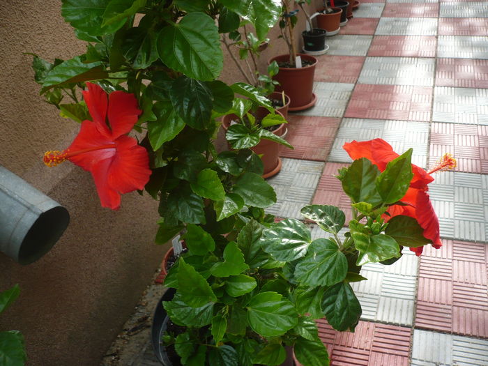 P1270422 - HIBISCUSI 2016-2