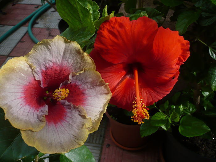 P1270436 - HIBISCUSI 2016-2