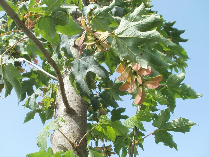 Frunze si seminte de paltin - Arbori