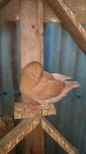 20160308_124122 - PORUMBEI