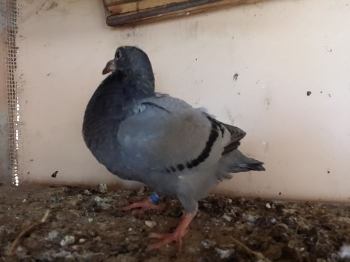 20160607_105413 - PORUMBEI