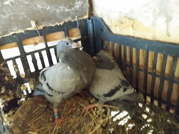 20160607_105452 - PORUMBEI