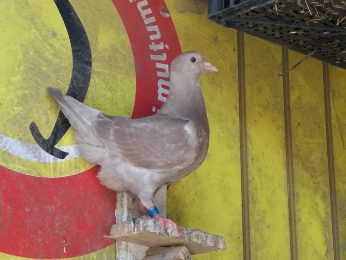 20160607_115212 - PORUMBEI