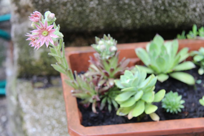 Floare Sempervivum