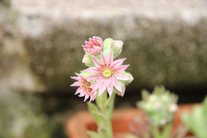 Floare Sempervivum - Suculente