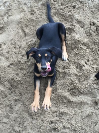 image - 1----Copoi ardelenesc