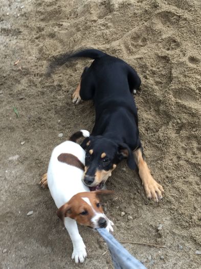 image - 1----Copoi ardelenesc