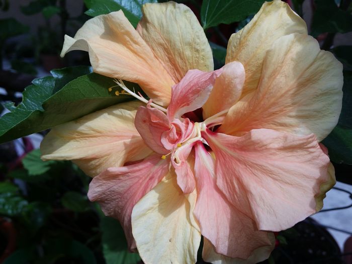 20 Iun.2016 - hibiscus
