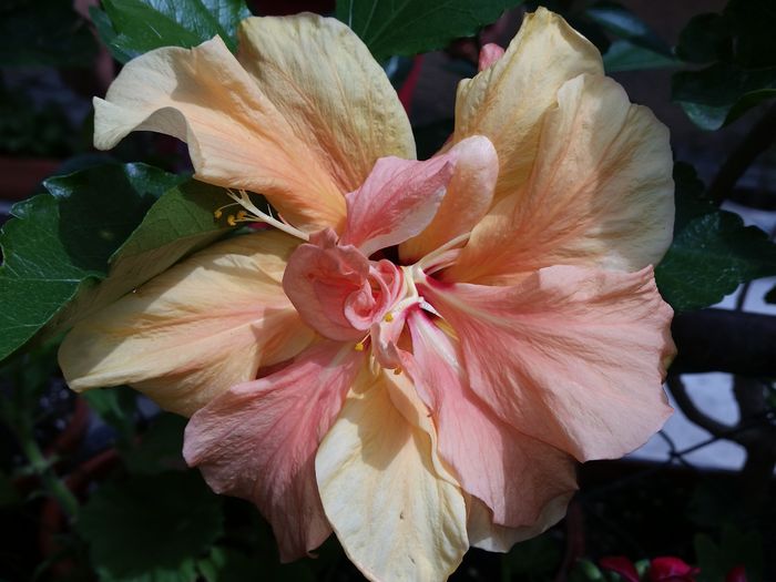  - hibiscus