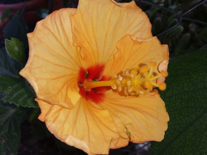  - hibiscus
