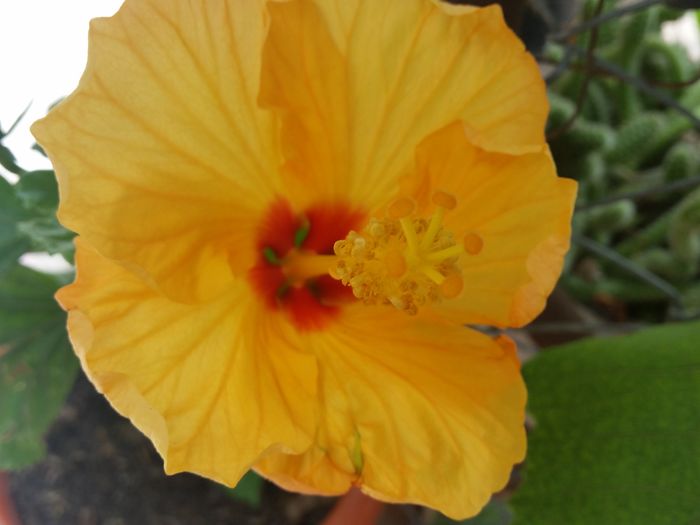  - hibiscus