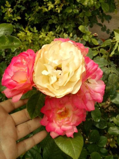 acropolis - 0 TRANDAFIRI 2016