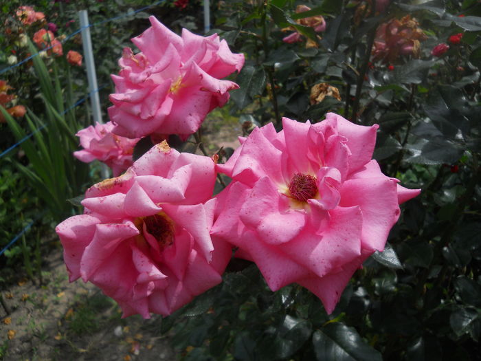 DSCN9545