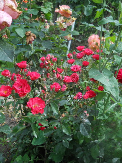 DSCN9546