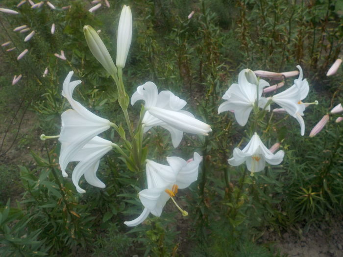 DSCN0246[1] - crini de gradina