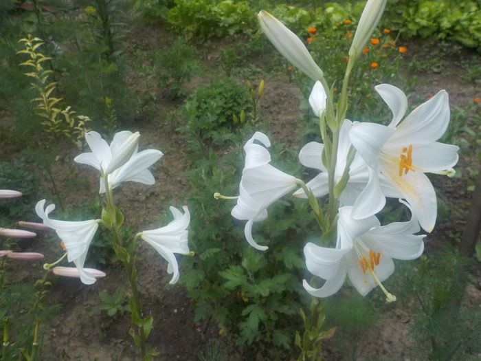 lilium candidum - crini de gradina