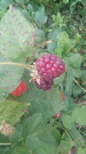 tayberry-buckingham - Arbusti fructiferi