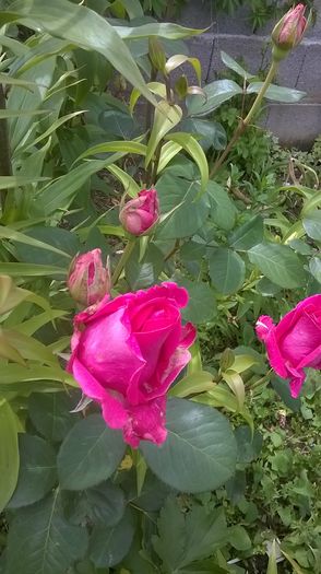 WP_20160620_13_10_25_Pro - A trandafirii mei