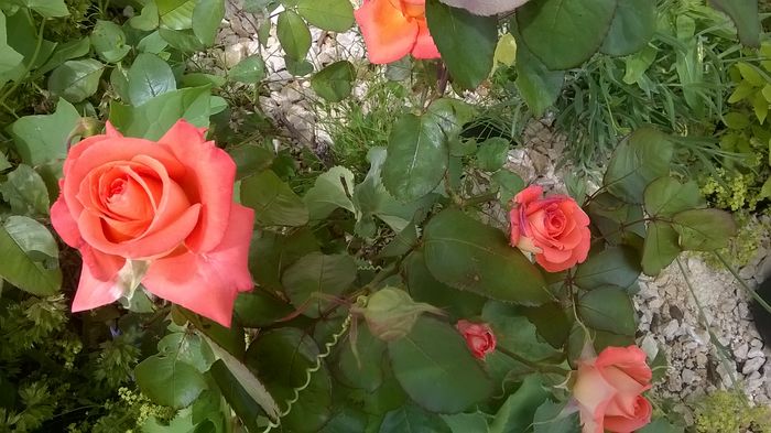WP_20160620_13_16_39_Pro - A trandafirii mei