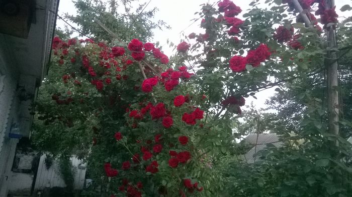 WP_20160522_005 - urcatori rosii blase superior