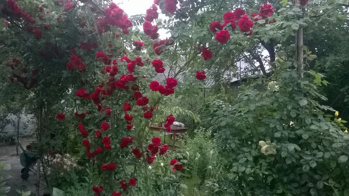 WP_20160524_023 - urcatori rosii blase superior