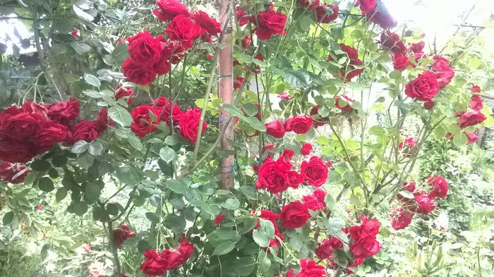 WP_20160526_027 - urcatori rosii blase superior