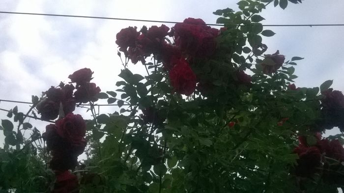 WP_20160526_028 - urcatori rosii blase superior