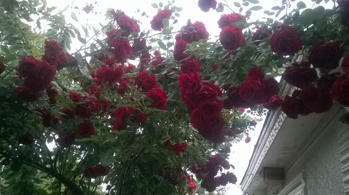 WP_20160526_029 - urcatori rosii blase superior