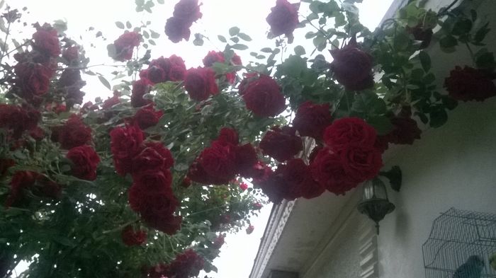 WP_20160526_030 - urcatori rosii blase superior