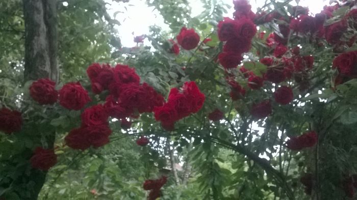 WP_20160526_031 - urcatori rosii blase superior