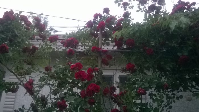 WP_20160526_054 - urcatori rosii blase superior