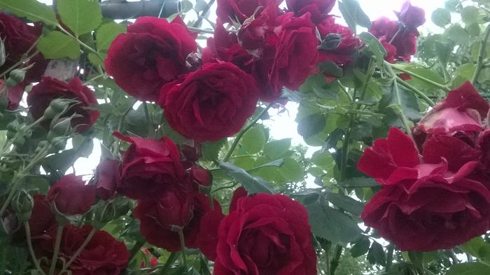 WP_20160526_065 - urcatori rosii blase superior
